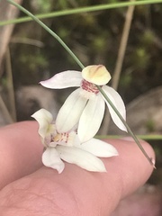 Caladenia alpina