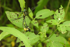 Austrogomphus amphiclitus