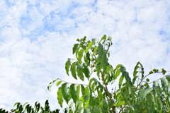 Sapindus mukorossi