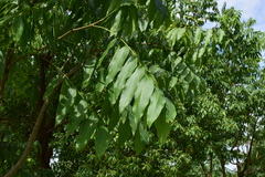 Sapindus mukorossi