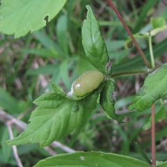Contarinia negundinis