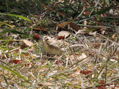 Spizella pallida
