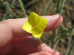 Eulobus californicus