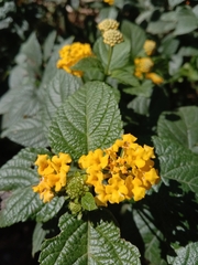 Lantana depressa