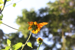 Dryas iulia moderata