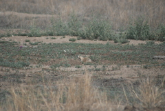 Cynomys gunnisoni