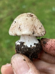 Inocybe albodiscoides