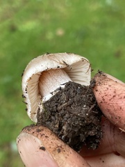 Inocybe albodiscoides