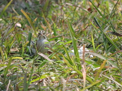 Spizella pallida
