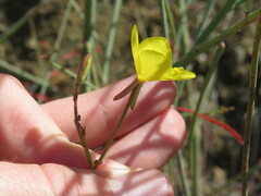 Eulobus californicus