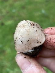 Inocybe albodiscoides