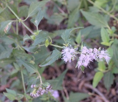 Chromolaena odorata