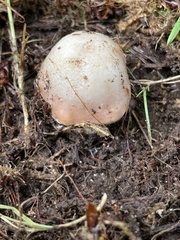 Inocybe albodiscoides