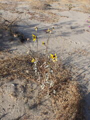 Helianthus petiolaris canescens