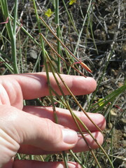 Eulobus californicus