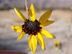 Helianthus petiolaris canescens