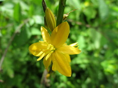 Echeandia michoacensis