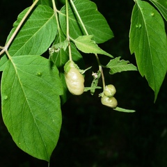 Contarinia negundinis