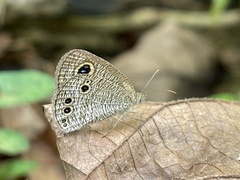 Ypthima philomela