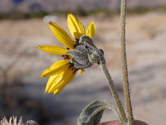 Helianthus petiolaris canescens