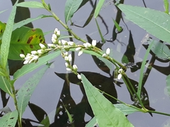 Persicaria robustior