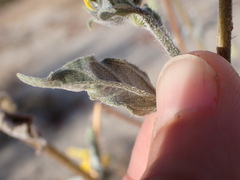 Helianthus petiolaris canescens
