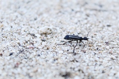 Epicauta atrivittata