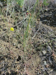 Eulobus californicus