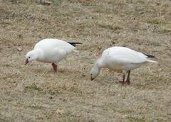 Anser caerulescens × rossii