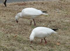Anser caerulescens × rossii