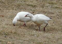 Anser caerulescens × rossii