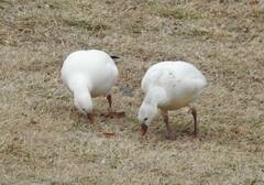 Anser caerulescens × rossii
