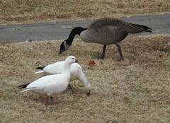 Anser caerulescens × rossii