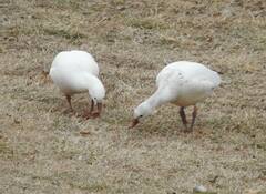 Anser caerulescens × rossii