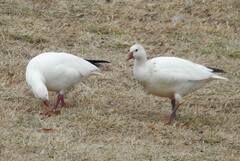 Anser caerulescens × rossii