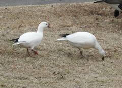 Anser caerulescens × rossii