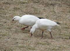 Anser caerulescens × rossii