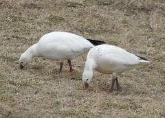 Anser caerulescens × rossii