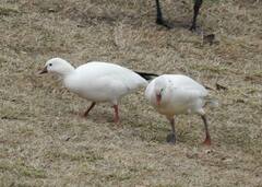 Anser caerulescens × rossii