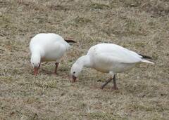 Anser caerulescens × rossii