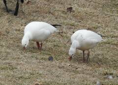 Anser caerulescens × rossii