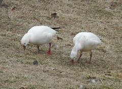 Anser caerulescens × rossii