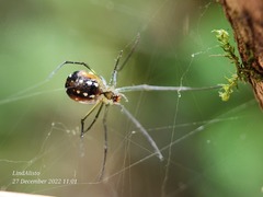 Leucauge argentina