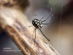 Leucauge argentina
