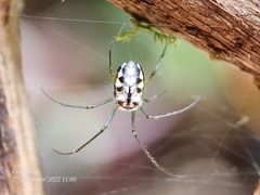 Leucauge argentina