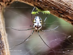 Leucauge argentina