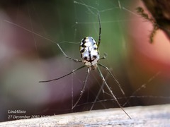 Leucauge argentina