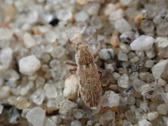 Microlarinus lypriformis