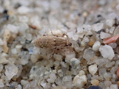 Microlarinus lypriformis