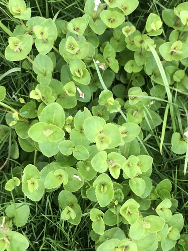Spreading False Pimpernel